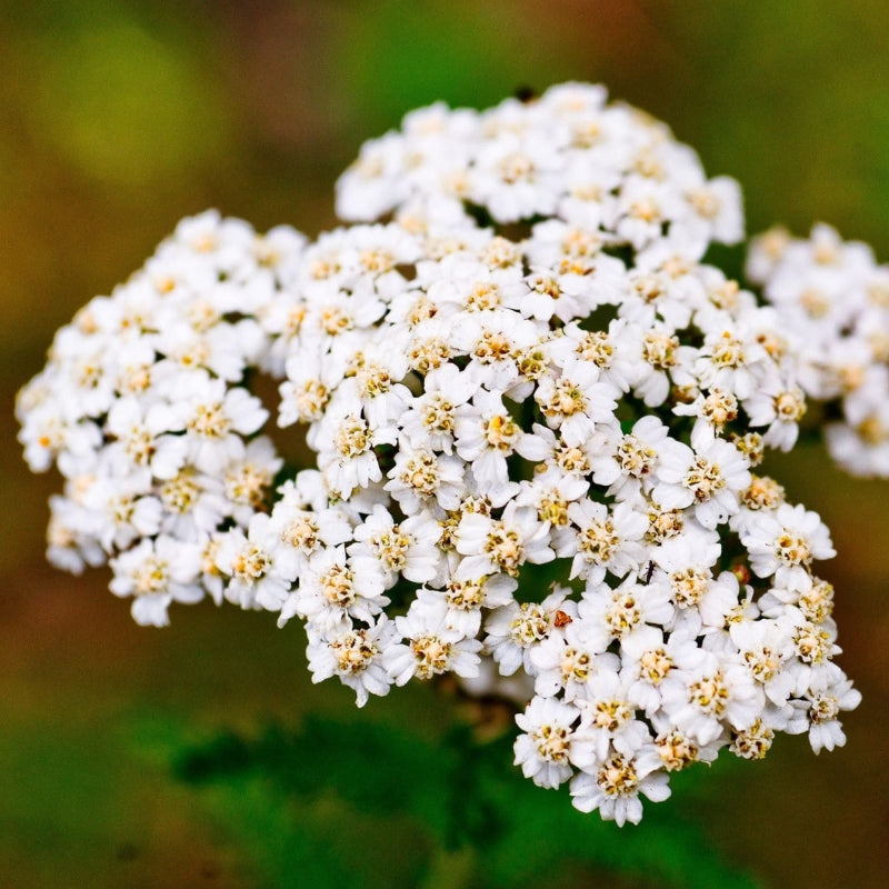 Achillée millefeuille : les bienfaits d'une plante oubliée