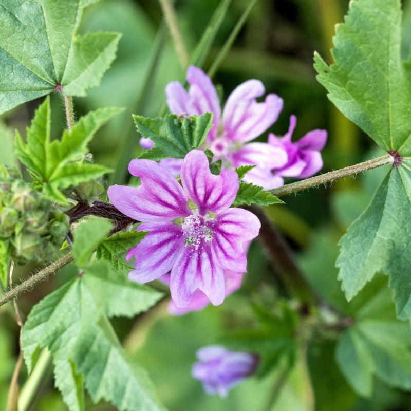 Les bienfaits de la mauve : une plante aux multiples vertus
