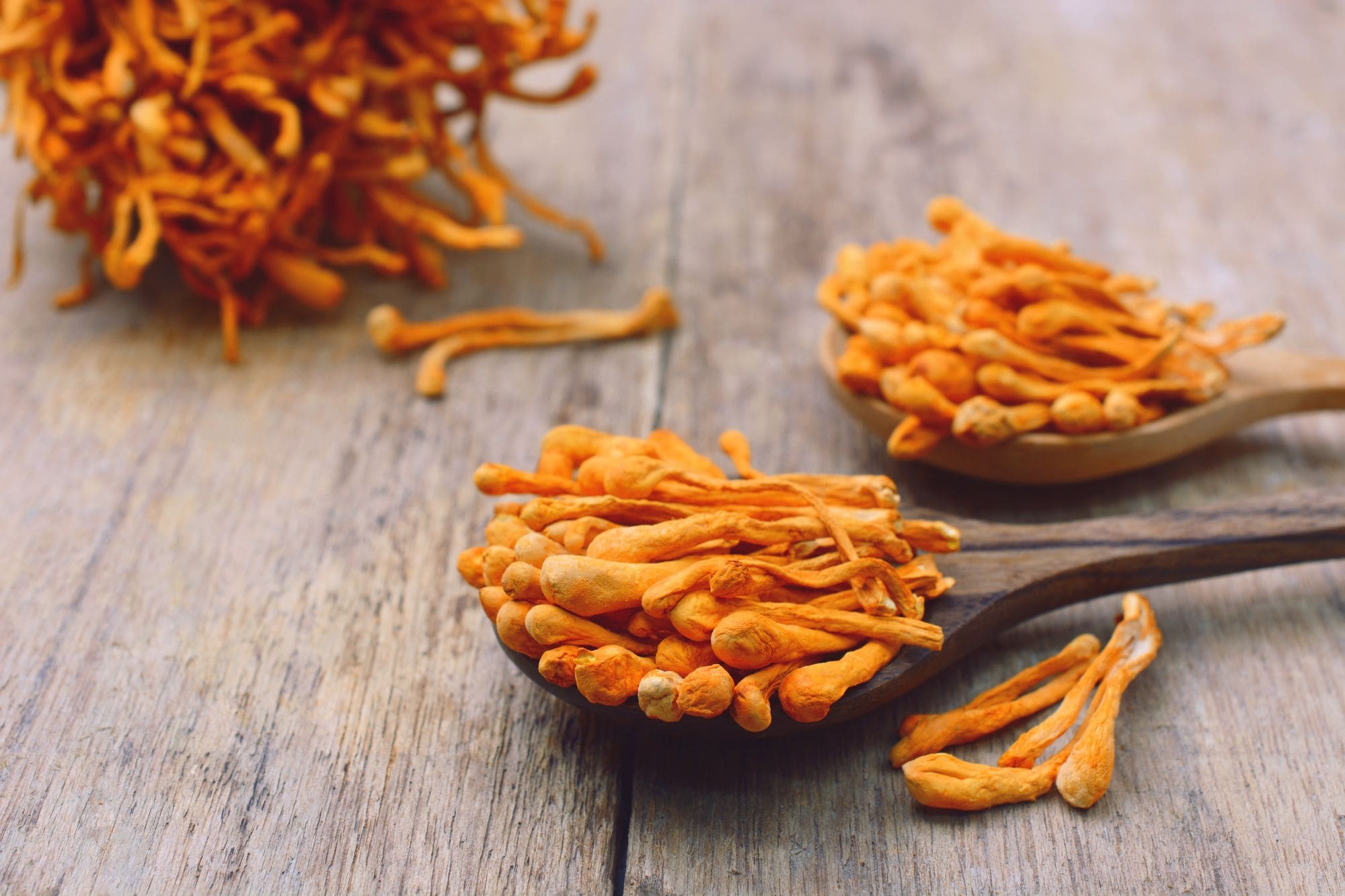 Tout savoir sur le cordyceps et ses vertus santé