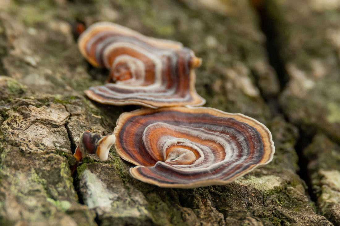 Les bienfaits du turkey tail sur la santé