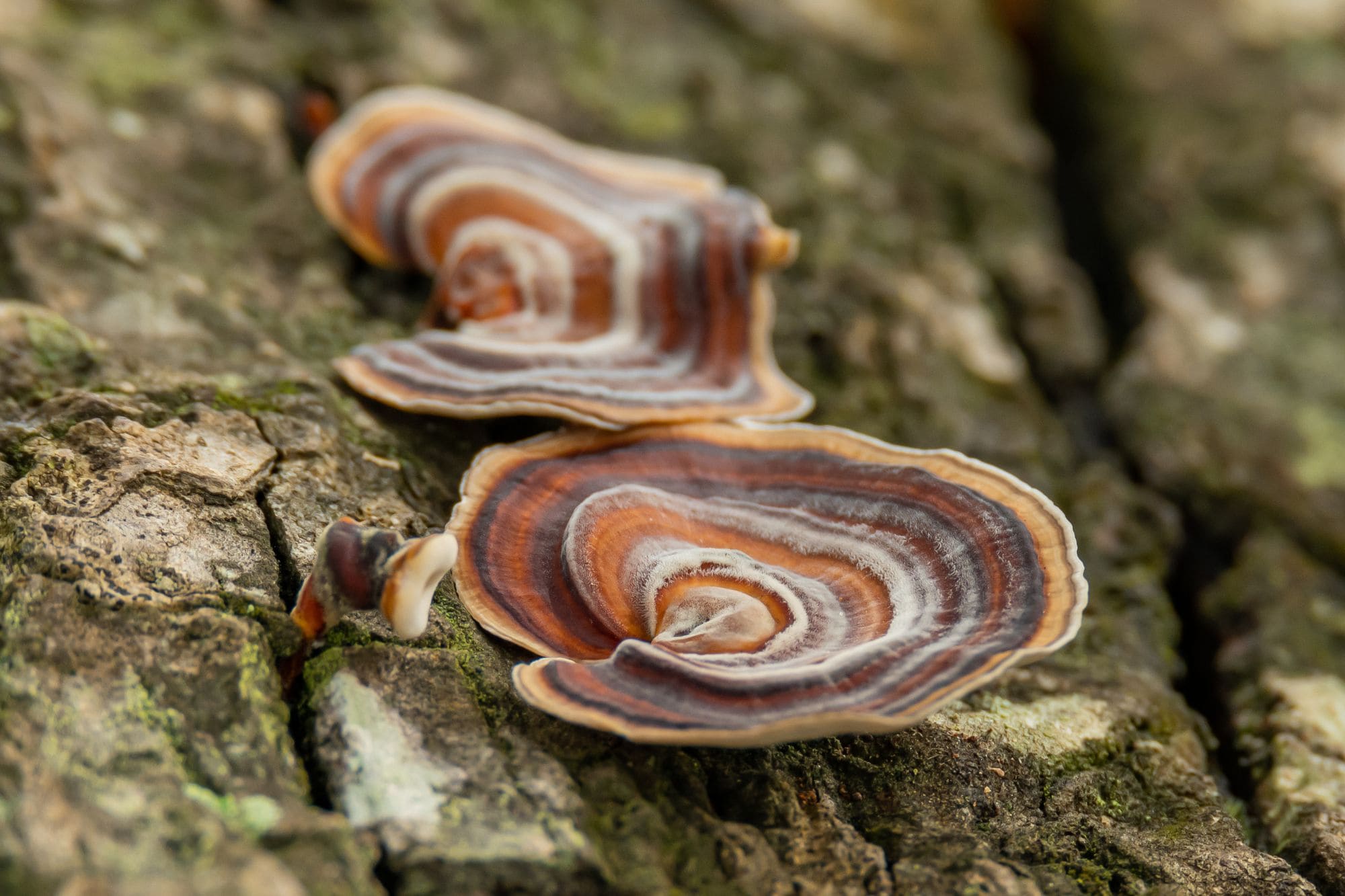 Les bienfaits du turkey tail sur la santé