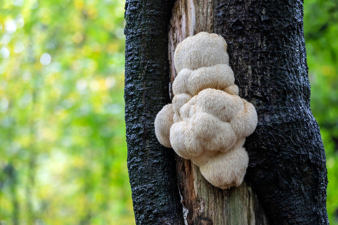Lion's mane : 8 bienfaits qui vont vous surprendre