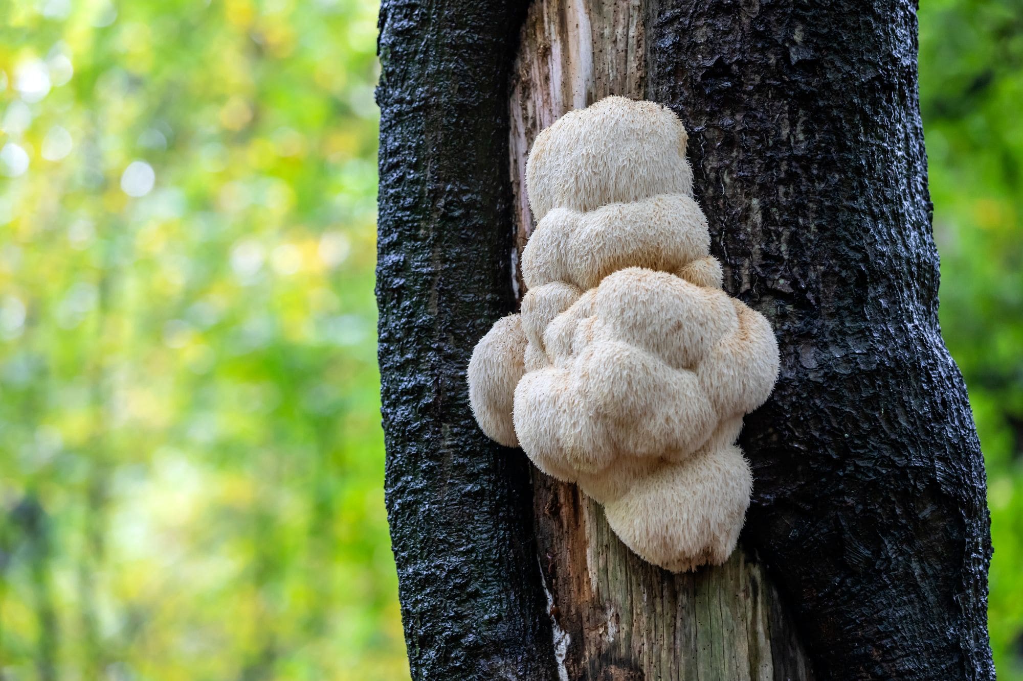 Lion's mane : 8 bienfaits qui vont vous surprendre
