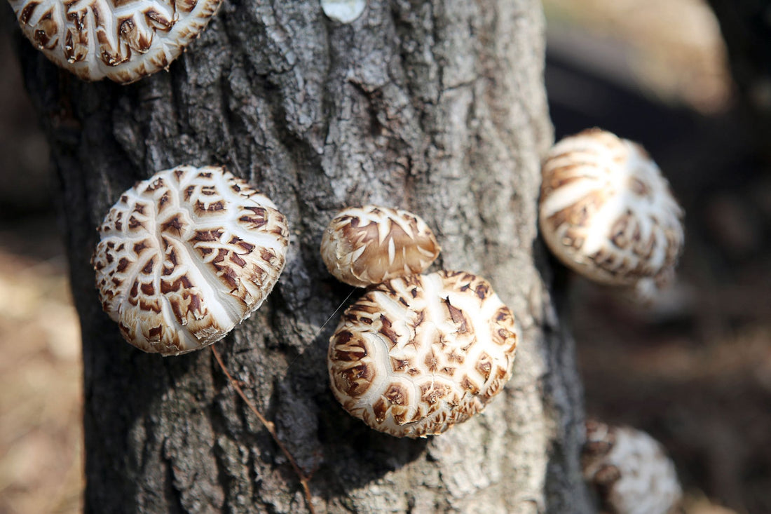 Shiitake : un trésor de bienfaits