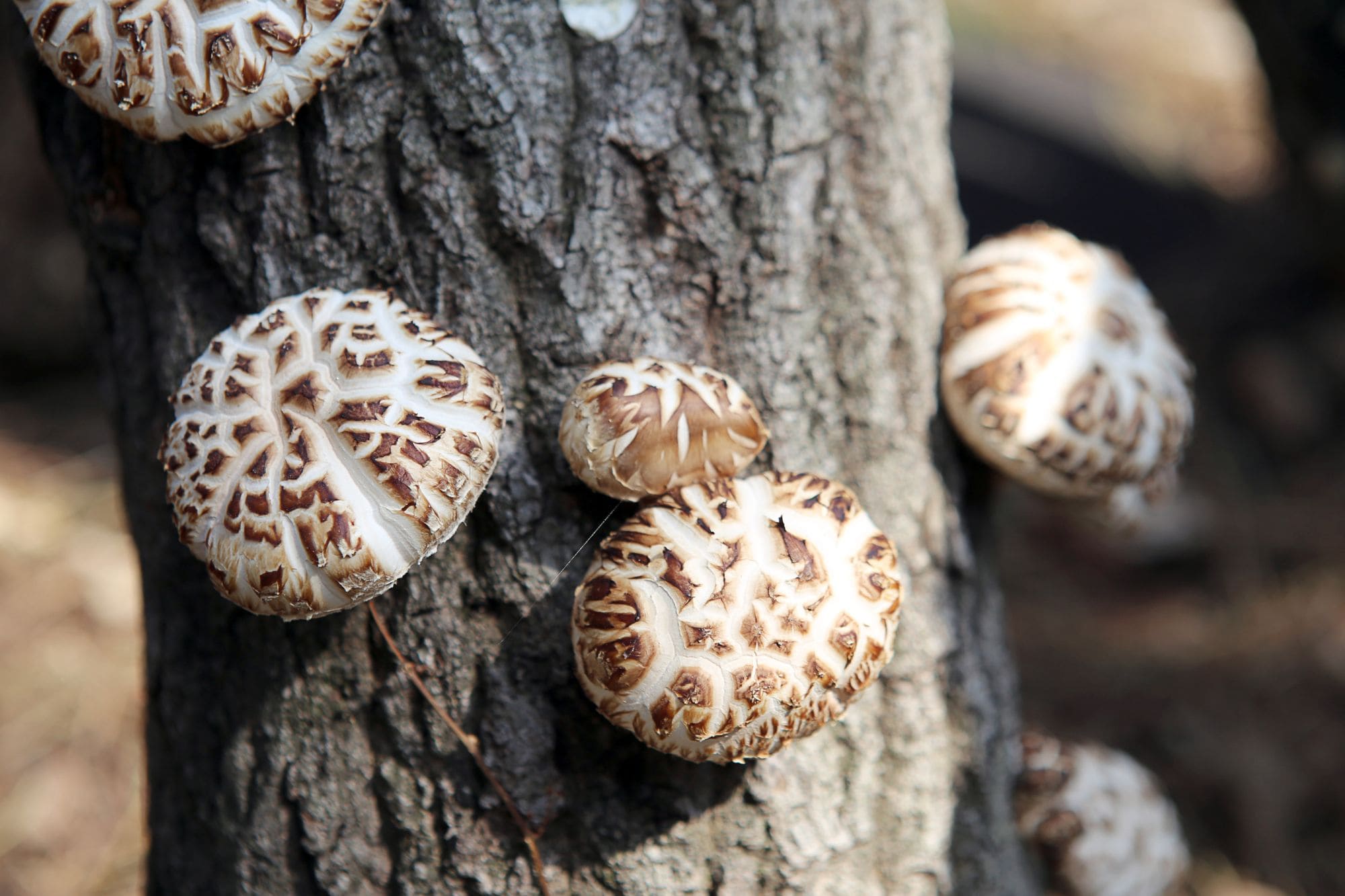 Shiitake : un trésor de bienfaits