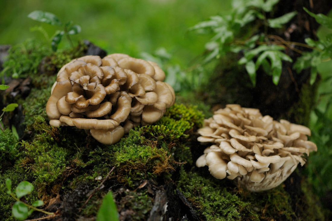 Découvrez les bienfaits surprenants du maitake