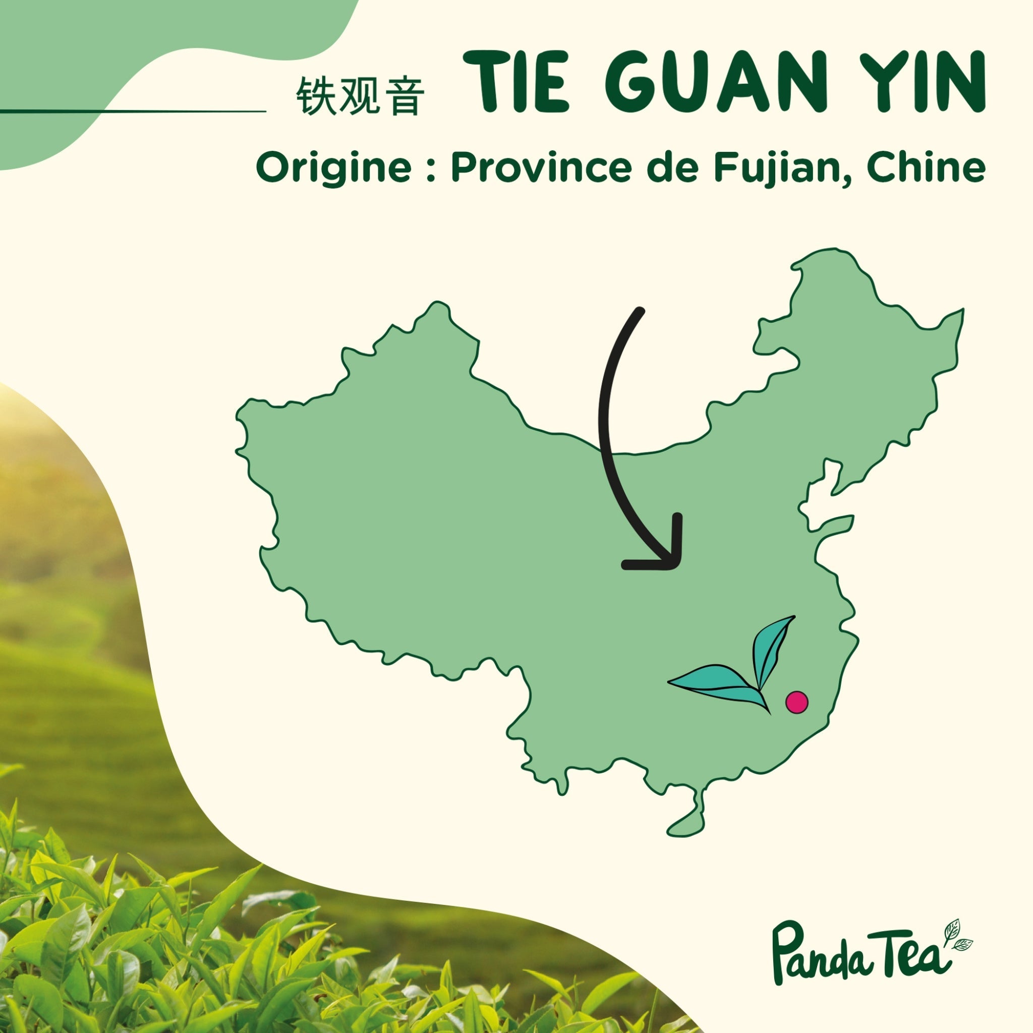 Tie Guan Yin Bio