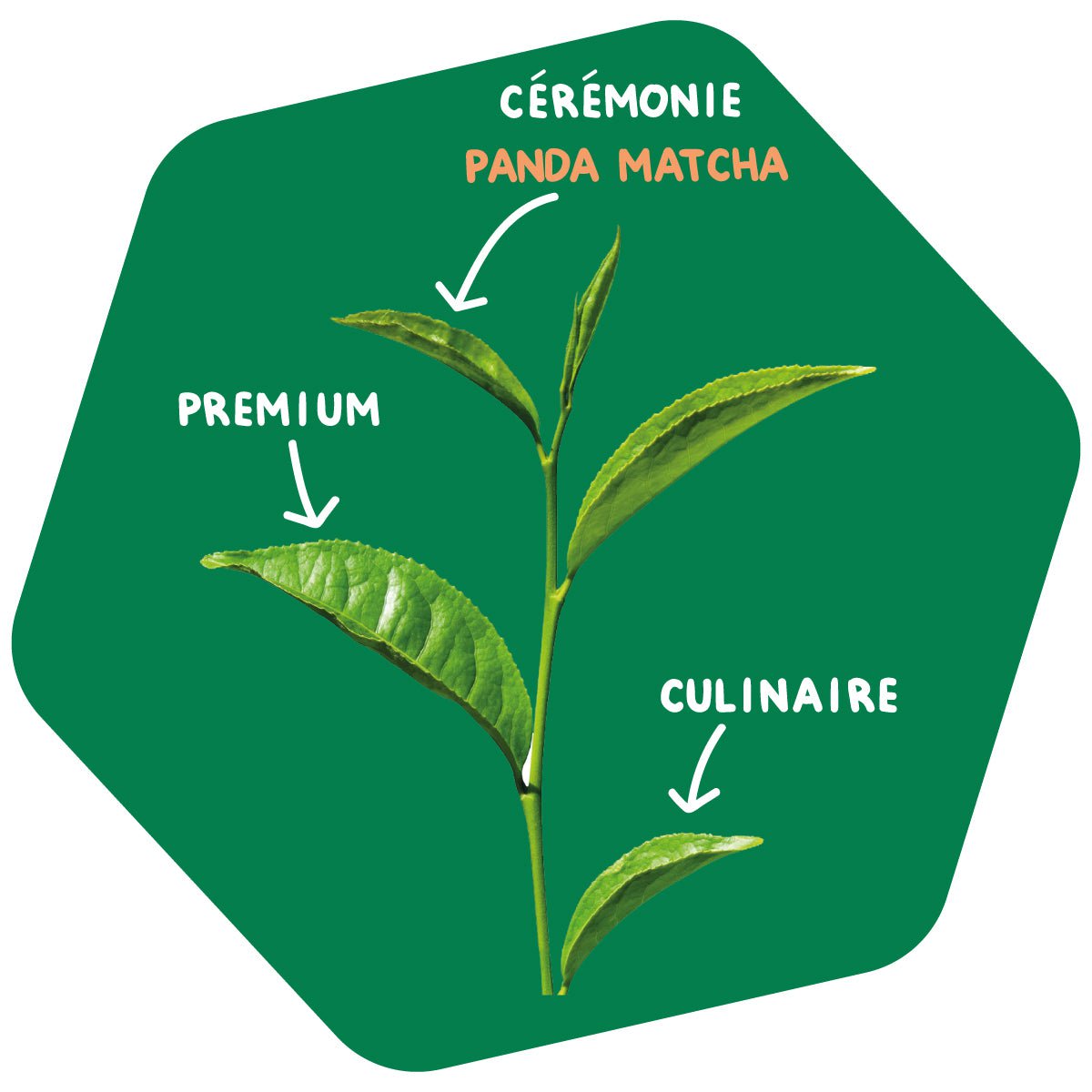 Kit Matcha Cérémonie